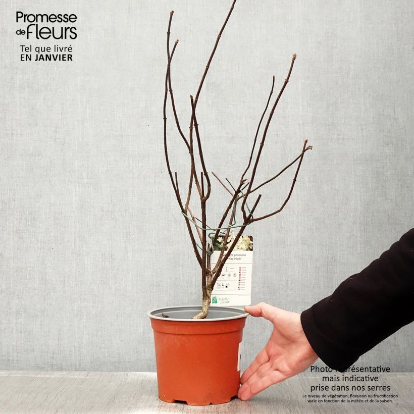 Spécimen de Hortensia - Hydrangea paniculata White Moth Pot de 2L/3L tel que livré en hiver