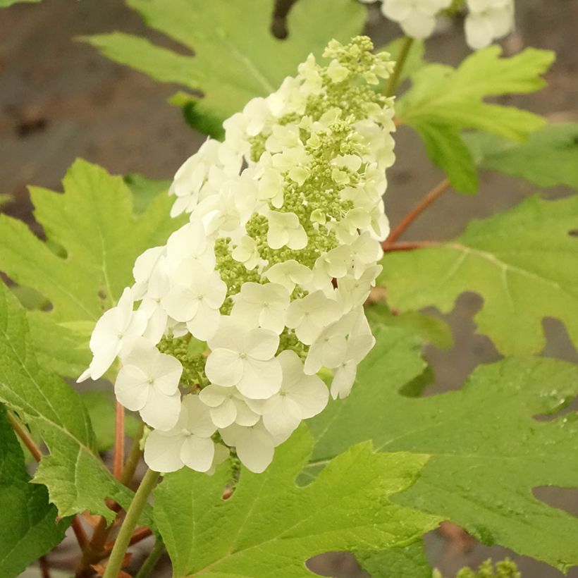 Hydrangea quercifolia Applause - Hortensia à feuilles de chêne (Floraison)