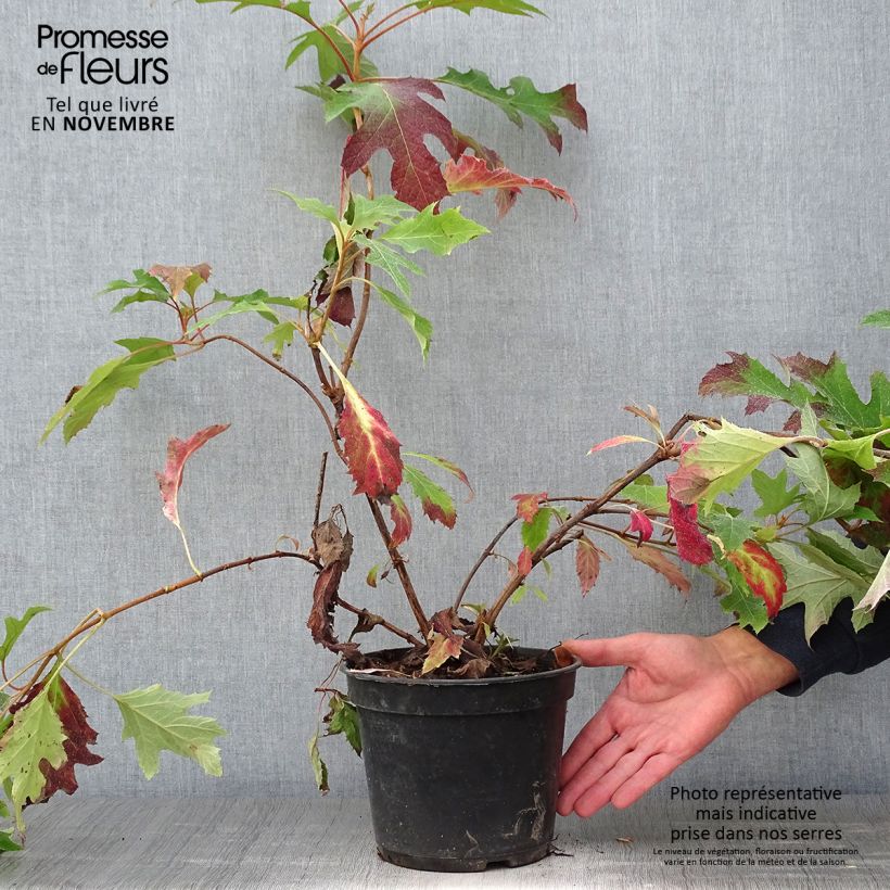 Spécimen de Hydrangea quercifolia Ice Crystal - Hortensia à feuilles de chêne Pot de 4L/5L tel que livré en automne