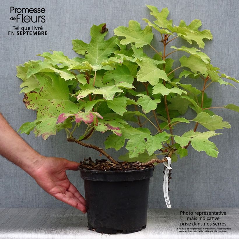 Spécimen de Hydrangea quercifolia Little Honey - Hortensia à feuilles de chêne Pot de 4L/5L tel que livré en automne