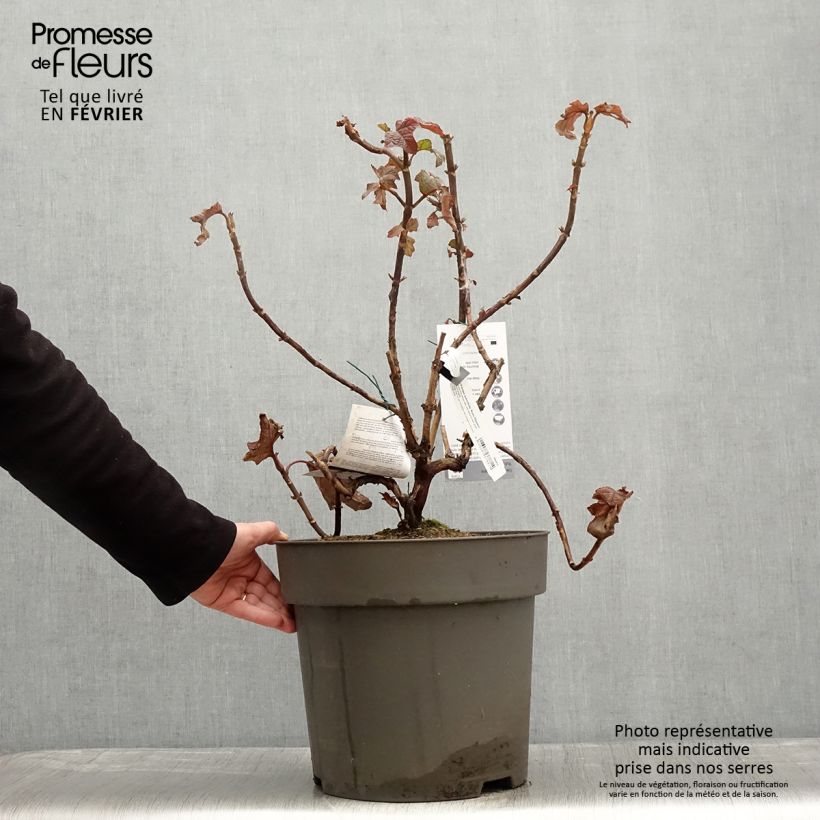 Spécimen de Hydrangea quercifolia Ruby Slippers - Hortensia à feuilles de chêne Pot de 7,5L/10L tel que livré en hiver