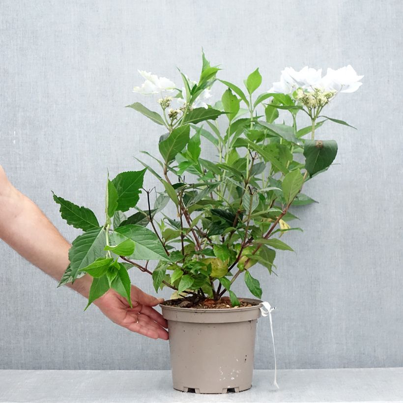 Spécimen de Hortensia - Hydrangea Renaissance Pot de 4L/5L tel que livré en été