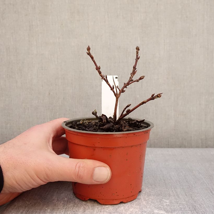 Spécimen de Hortensia - Hydrangea scandens First Love Pot de 12 cm / 13 cm tel que livré en hiver