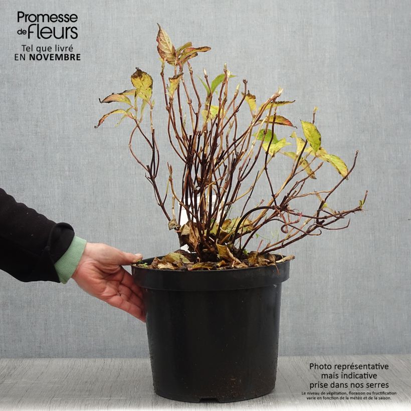 Spécimen de Hortensia - Hydrangea serrata Avelroz Pot de 7,5L/10L tel que livré en automne