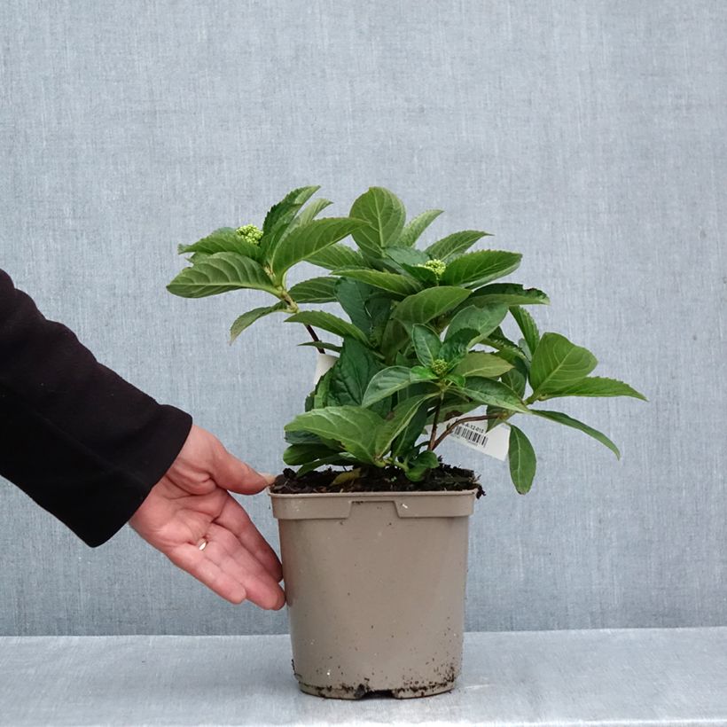 Spécimen de Hortensia - Hydrangea serrata Bleuet Pot de 3L/4L tel que livré en automne