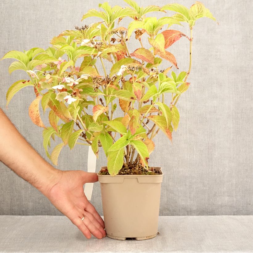 Spécimen de Hortensia - Hydrangea serrata Bleuet Pot de 3L/4L tel que livré en été