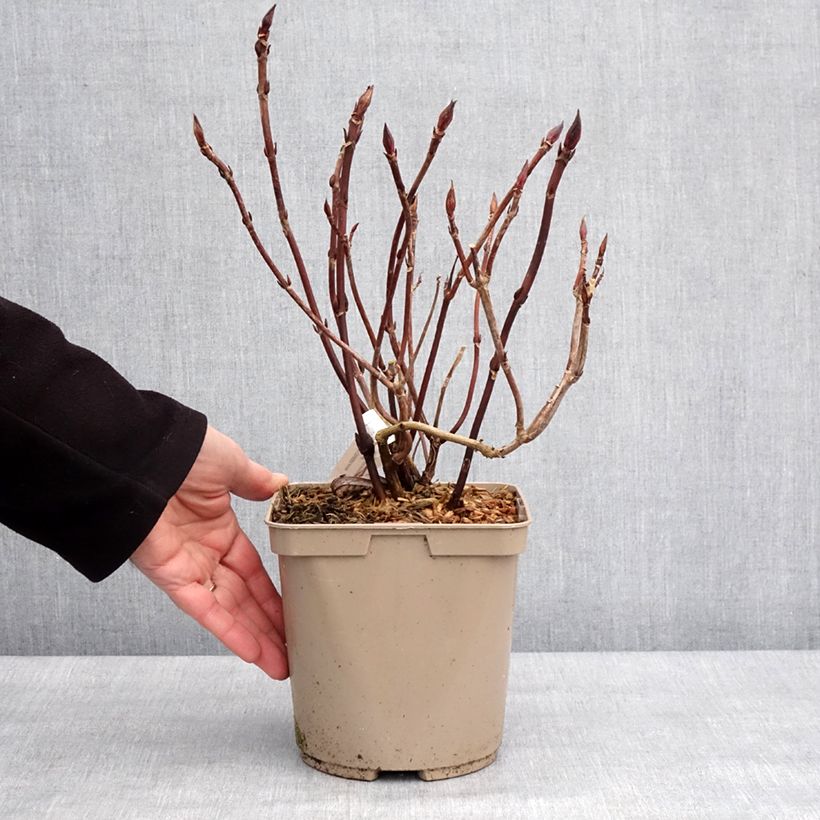 Spécimen de Hortensia - Hydrangea serrata Bleuet Pot de 3L/4L tel que livré en hiver