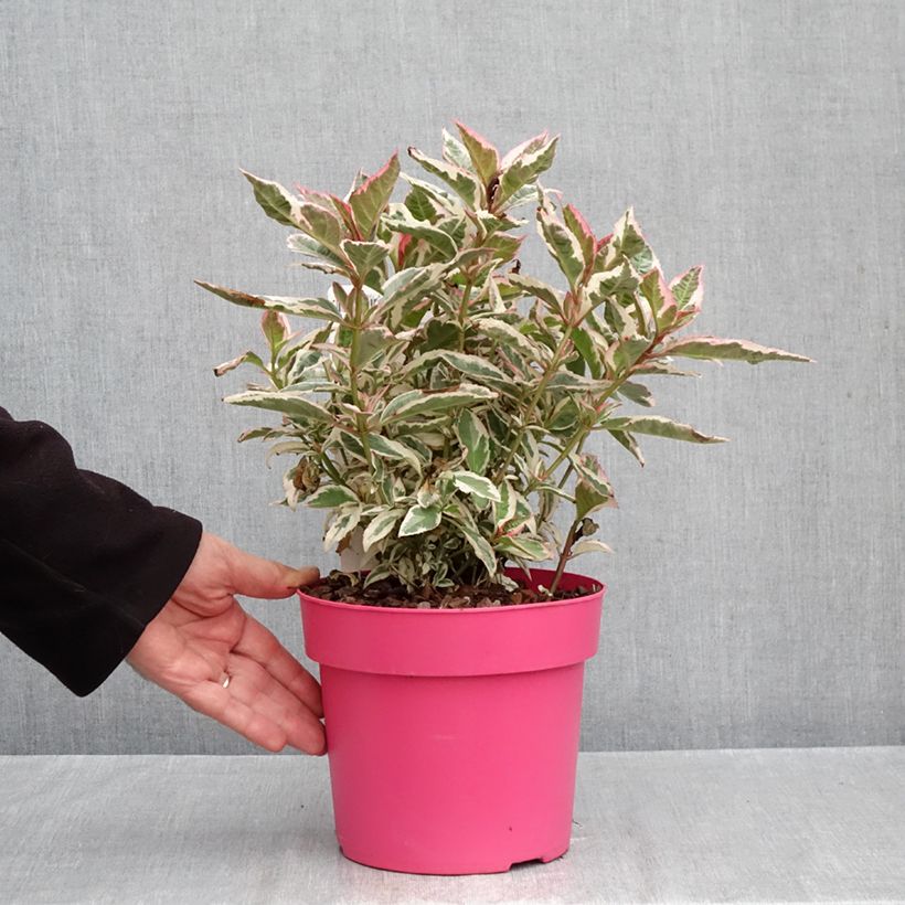 Spécimen de Hortensia - Hydrangea serrata Euphoria Pink Pot de 3L/4L tel que livré en automne