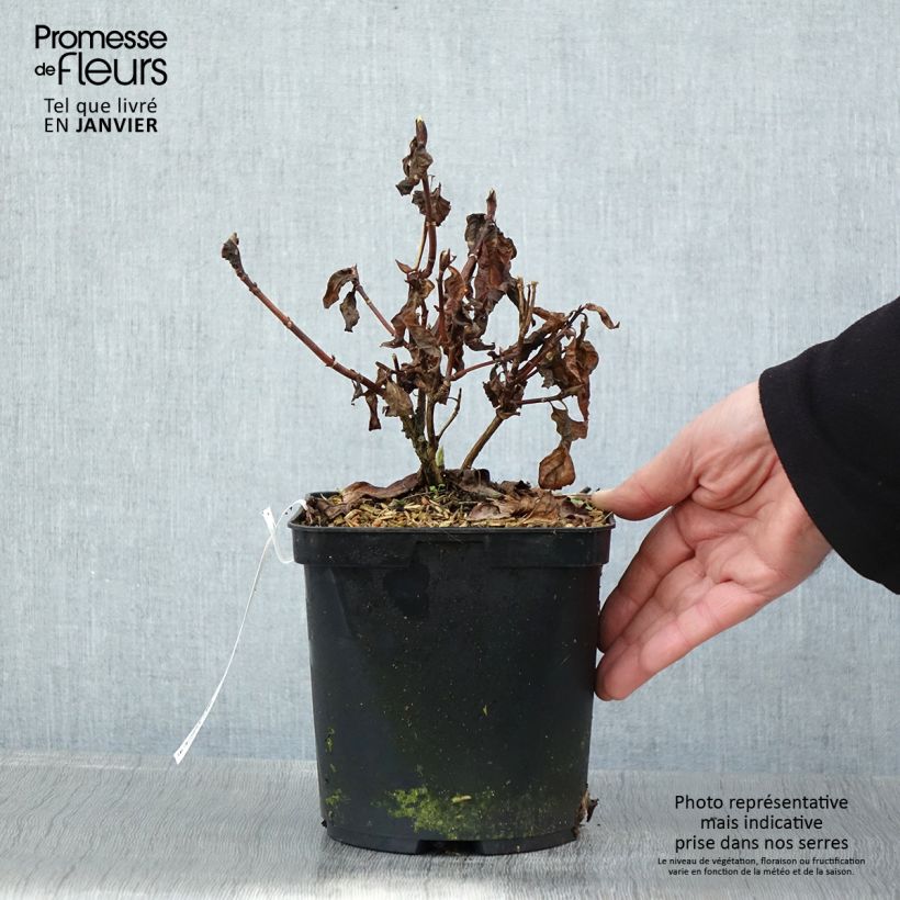 Spécimen de Hortensia - Hydrangea serrata Impératrice Eugénie (Collection 1900) Pot de 2L/3L tel que livré en hiver