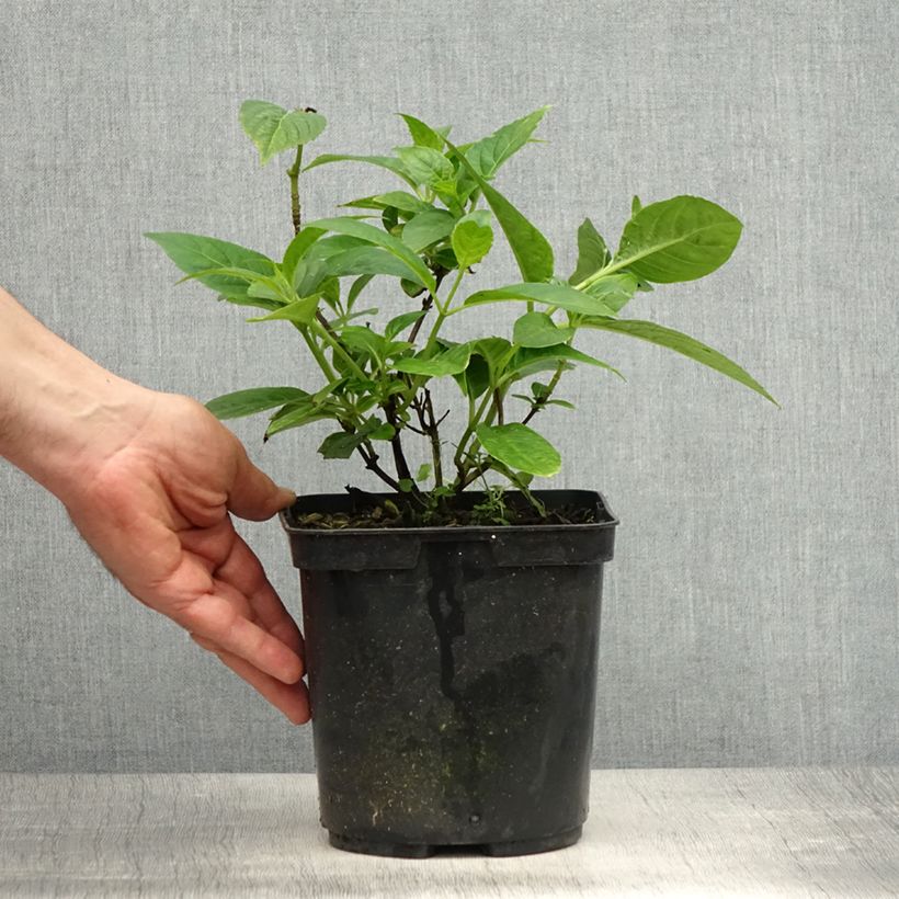 Spécimen de Hortensia - Hydrangea serrata Impératrice Eugénie (Collection 1900) Pot de 2L/3L tel que livré au printemps