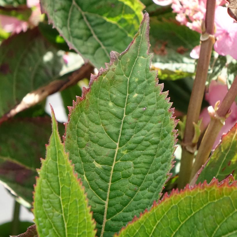 Hortensia - Hydrangea serrata Koreana (Feuillage)