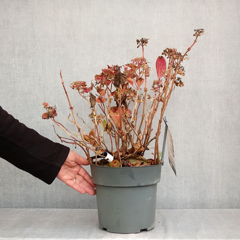 Spécimen de Hortensia - Hydrangea serrata Koreana Pot de 6L/7L tel que livré en automne