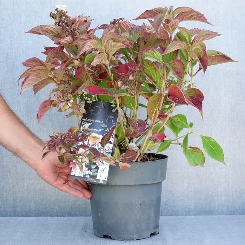 Spécimen de Hortensia - Hydrangea serrata Koreana Pot de 6L/7L tel que livré en été