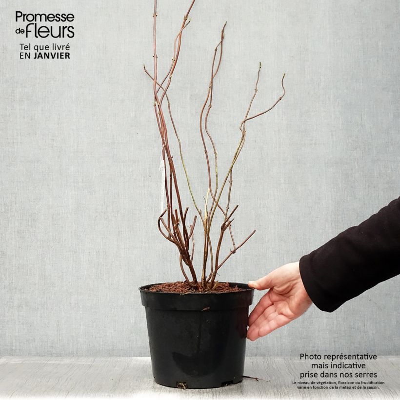 Spécimen de Hortensia - Hydrangea serrata Oamacha Pot de 2L/3L tel que livré en hiver