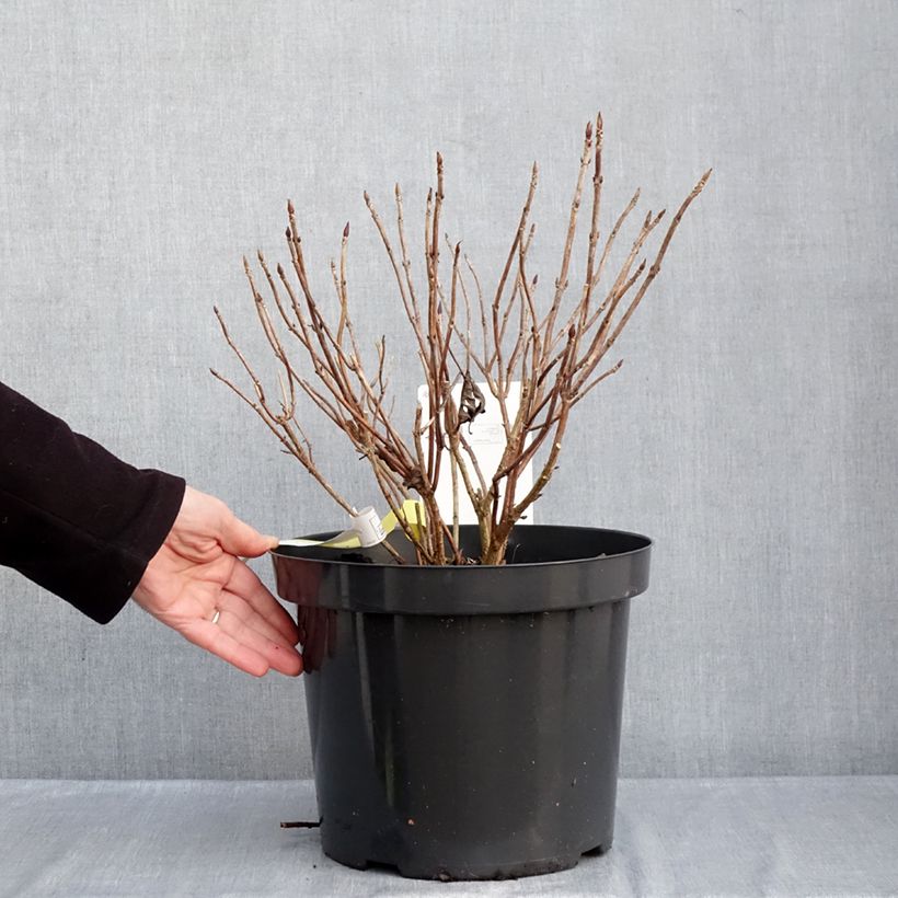 Spécimen de Hortensia - Hydrangea serrata Precioza Pot de 7,5L/10L tel que livré en hiver