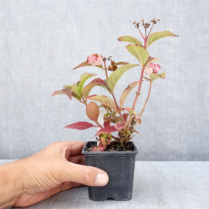 Spécimen de Hortensia - Hydrangea serrata Summer Glow Godet de 8/9 cm tel que livré en été