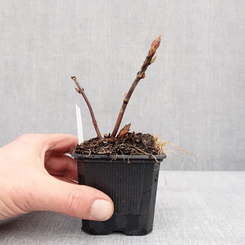 Spécimen de Hortensia - Hydrangea serrata Summer Glow Godet de 8/9 cm tel que livré en hiver