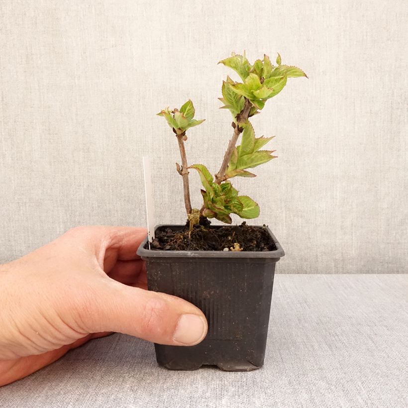 Hortensia serrata Summer Glow - Hydrangea Maceta de 8/9 cm Ejemplar entregado en la primavera