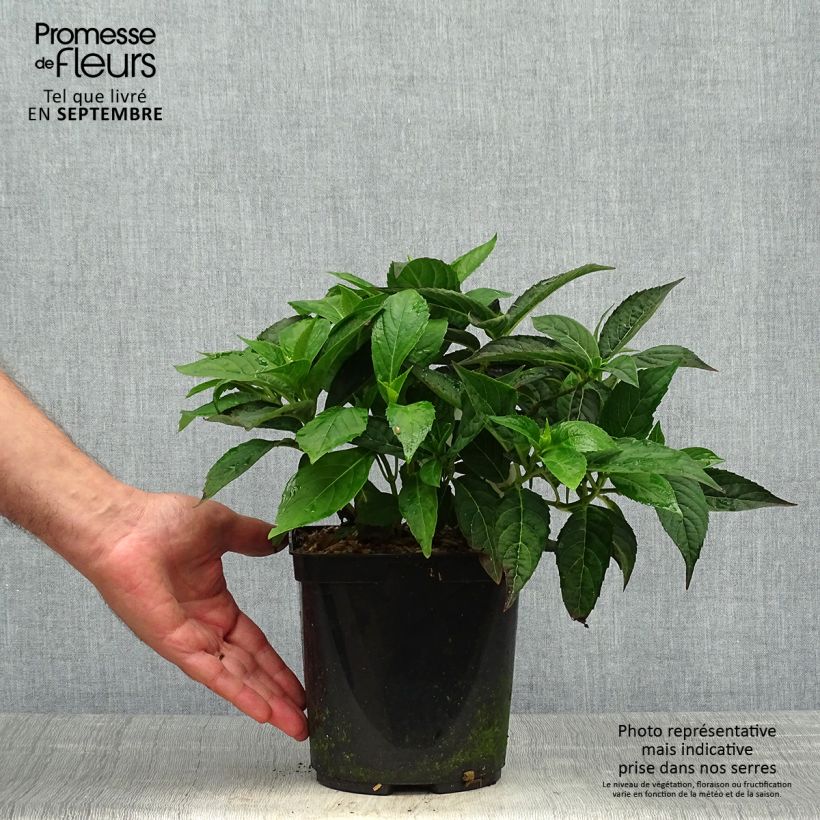 Spécimen de Hortensia - Hydrangea serrata Tiara Pot de 2L/3L tel que livré en automne