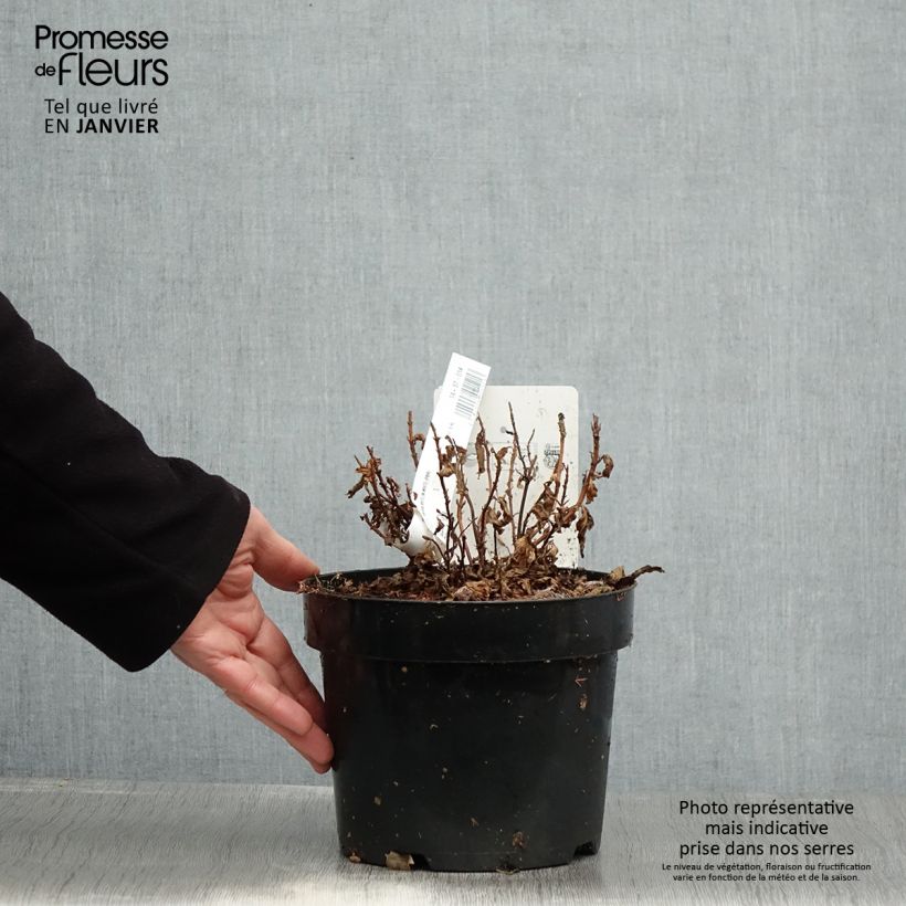 Spécimen de Hortensia - Hydrangea serrata White on White Pot de 3L/4L tel que livré en hiver