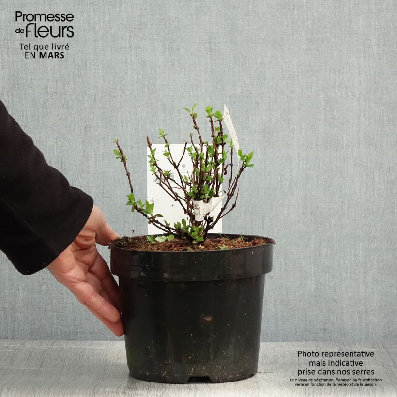 Spécimen de Hortensia - Hydrangea serrata White on White Pot de 3L/4L tel que livré au printemps