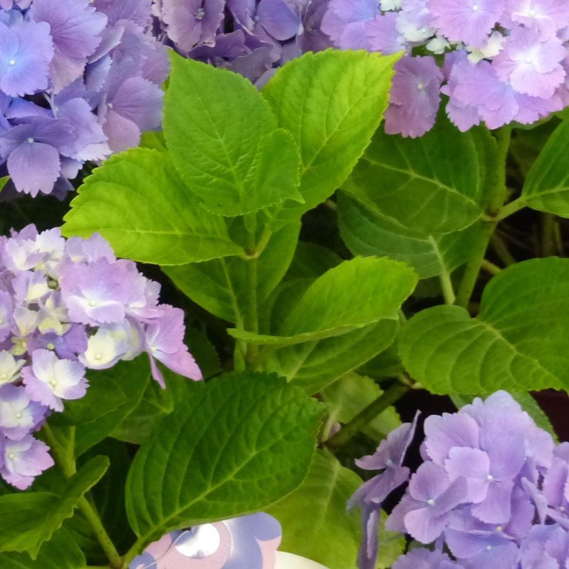 Hortensia - Hydrangea macrophylla L.A Dreamin (Feuillage)