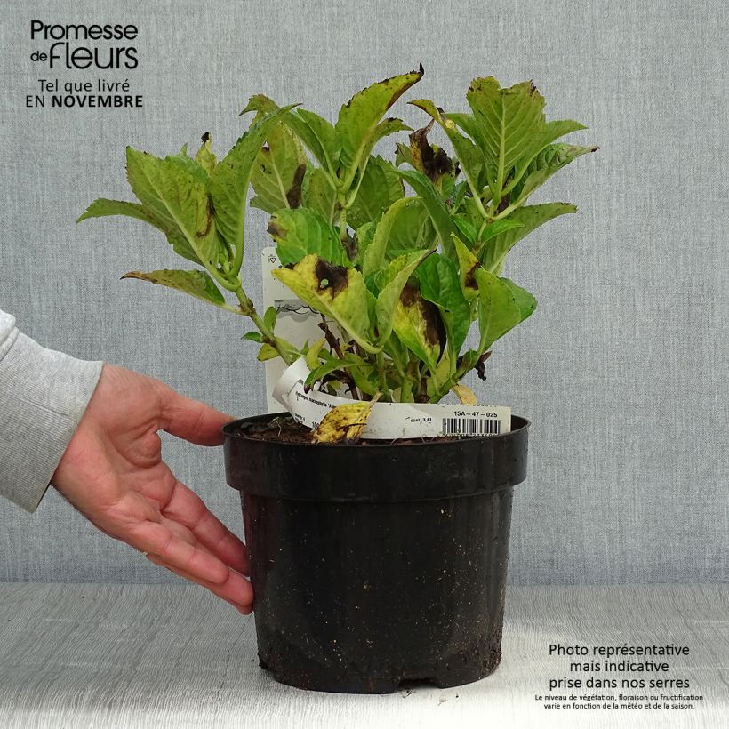 Spécimen de Hortensia macrophylla Alpenglühen Pot de 2L/3L tel que livré en automne