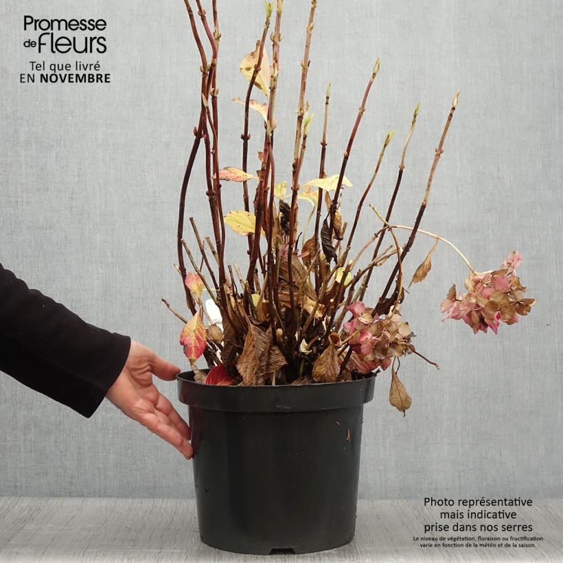 Spécimen de Hortensia macrophylla Alpenglühen Pot de 7,5L/10L tel que livré en automne