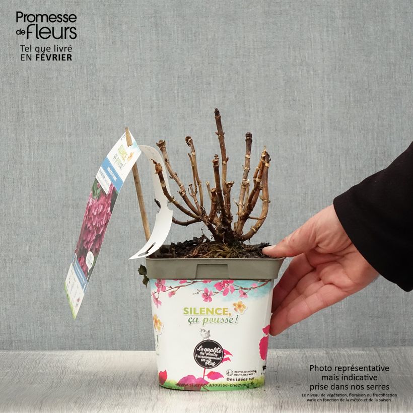 Spécimen de Hortensia macrophylla Constellation Pot de 2L/3L tel que livré en hiver