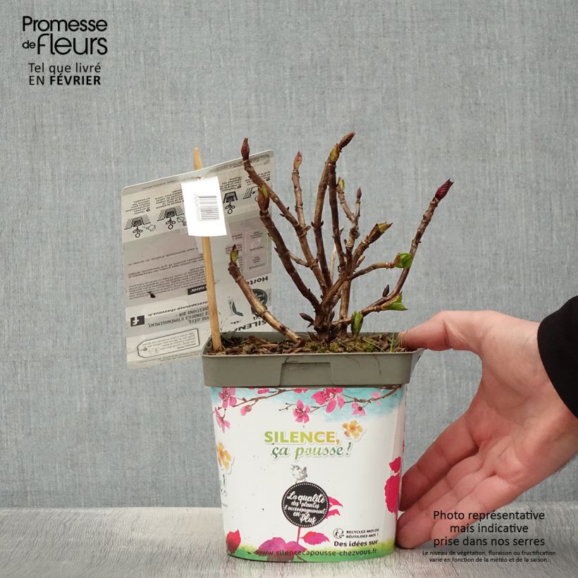 Spécimen de Hortensia macrophylla Eughen Hahn Pot de 2L/3L tel que livré en hiver