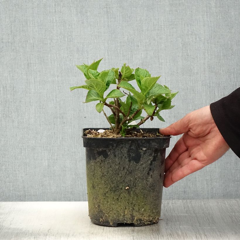Spécimen de Hortensia macrophylla Eughen Hahn Pot de 2L/3L tel que livré au printemps
