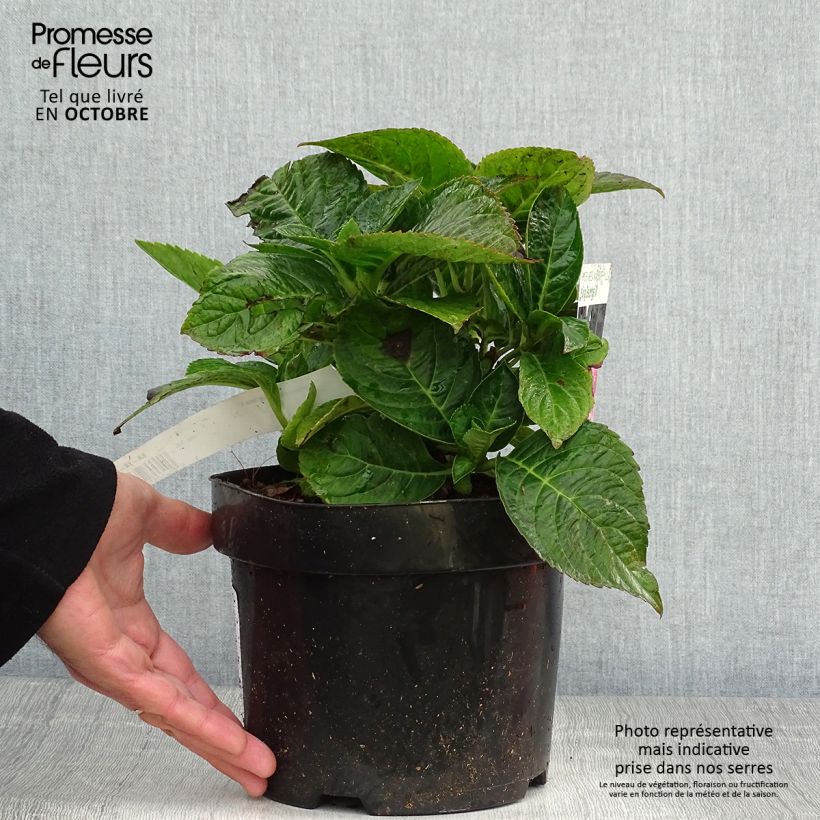 Spécimen de Hortensia macrophylla King George V Pot de 2L/3L tel que livré en automne