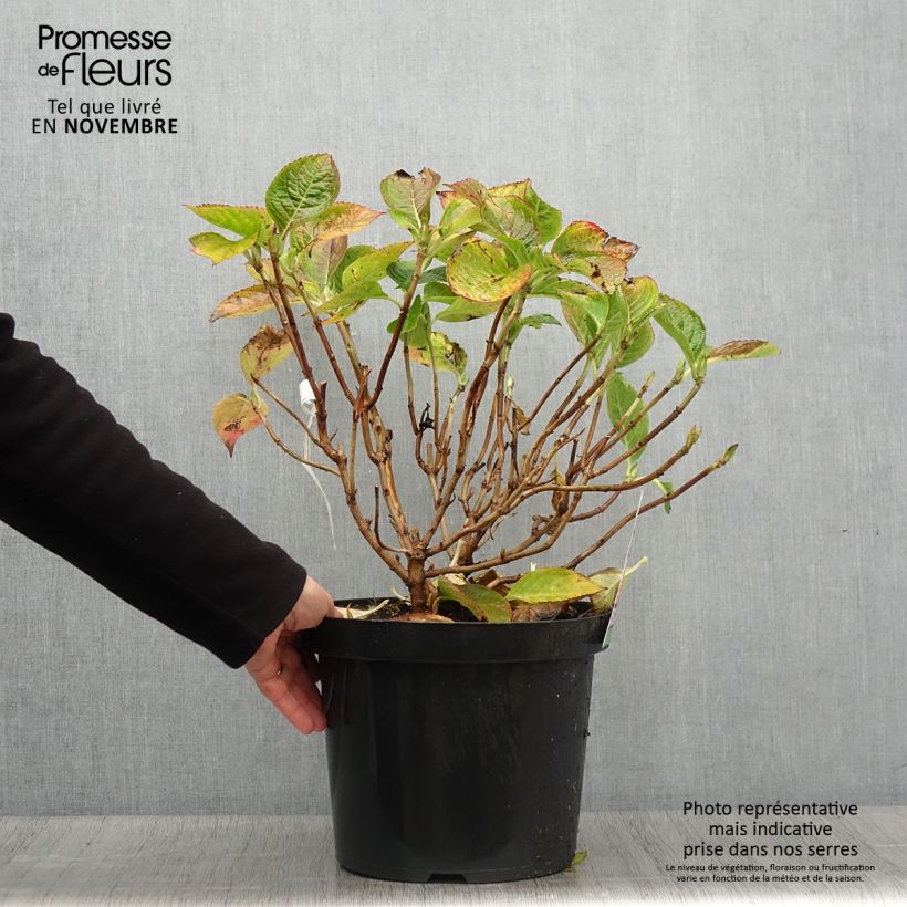Spécimen de Hortensia macrophylla King George V Pot de 7,5L/10L tel que livré en automne