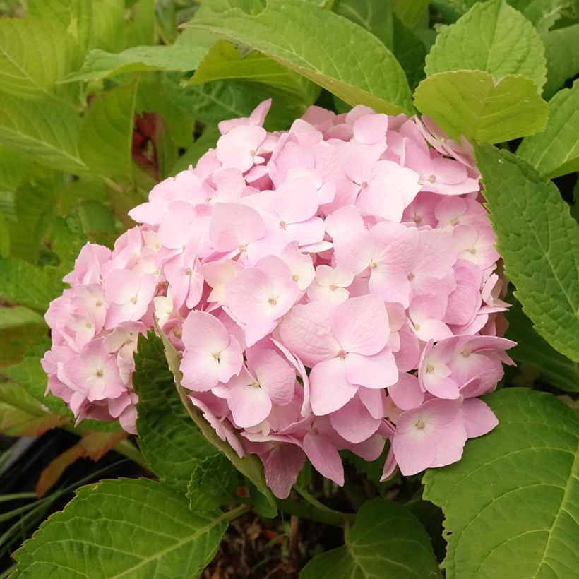 Hortensia macrophylla Madame Plumecoq (Floraison)