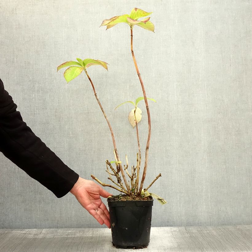 Spécimen de Hortensia macrophylla Madame Plumecoq Pot de 2L/3L tel que livré en automne