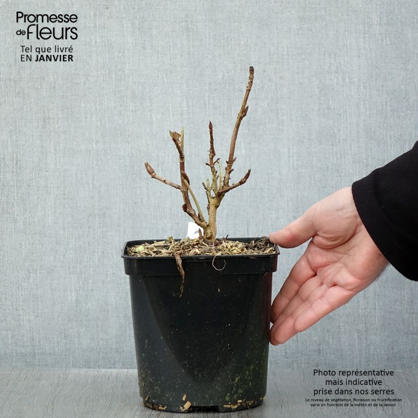 Spécimen de Hortensia macrophylla Madame Plumecoq Pot de 2L/3L tel que livré en hiver