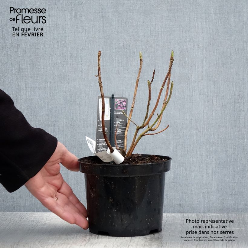 Spécimen de Hortensia macrophylla Mariesii Perfecta Pot de 2L/3L tel que livré en hiver