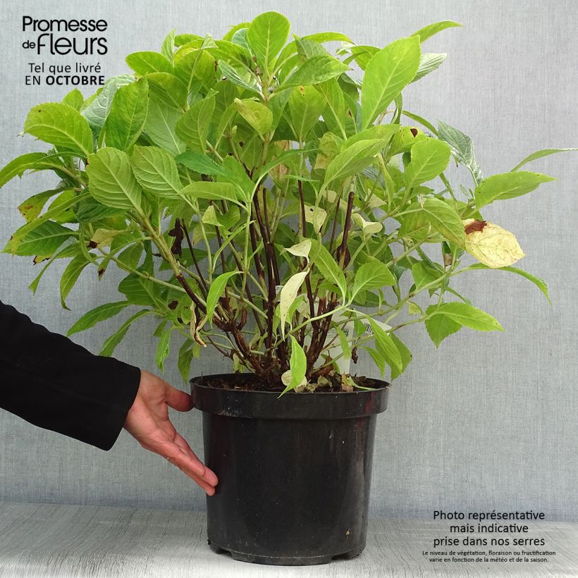 Spécimen de Hortensia - Hydrangea macrophylla Nikko Blue Pot de 7,5L/10L tel que livré en automne