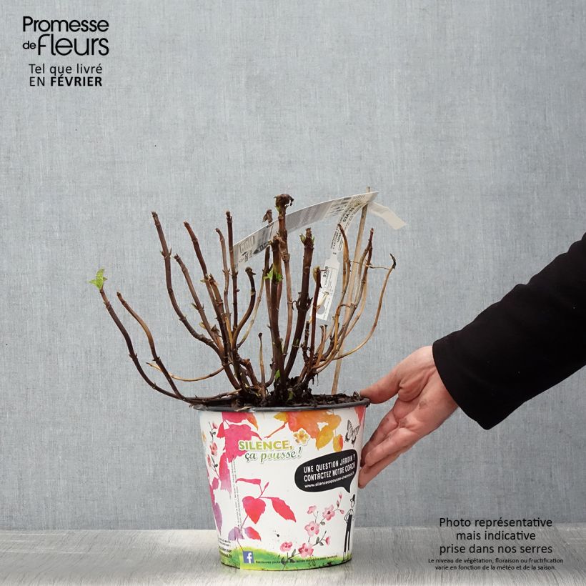Spécimen de Hortensia macrophylla Stellar Bleu Pot de 4L/5L tel que livré en hiver