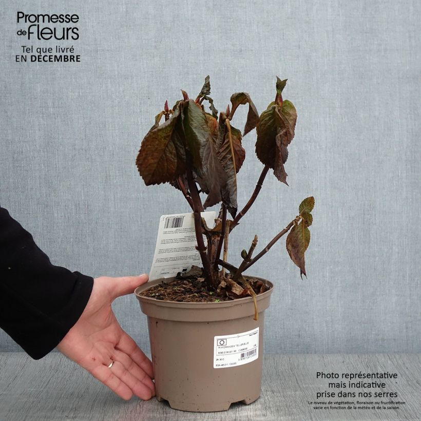 Spécimen de Hortensia macrophylla Teller Blue Pot de 2L/3L tel que livré en automne