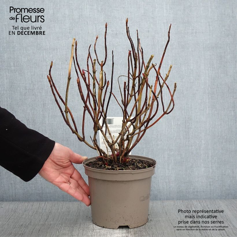 Spécimen de Hortensia macrophylla Teller Red Pot de 2L/3L tel que livré en automne