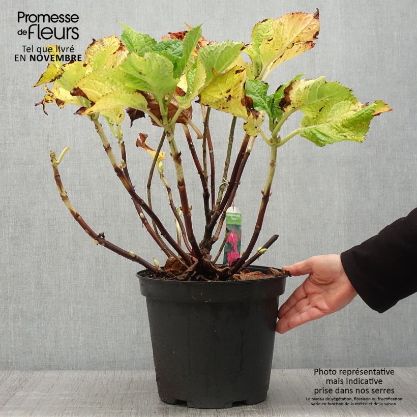 Spécimen de Hortensia macrophylla Teller Red Pot de 7,5L/10L tel que livré en automne