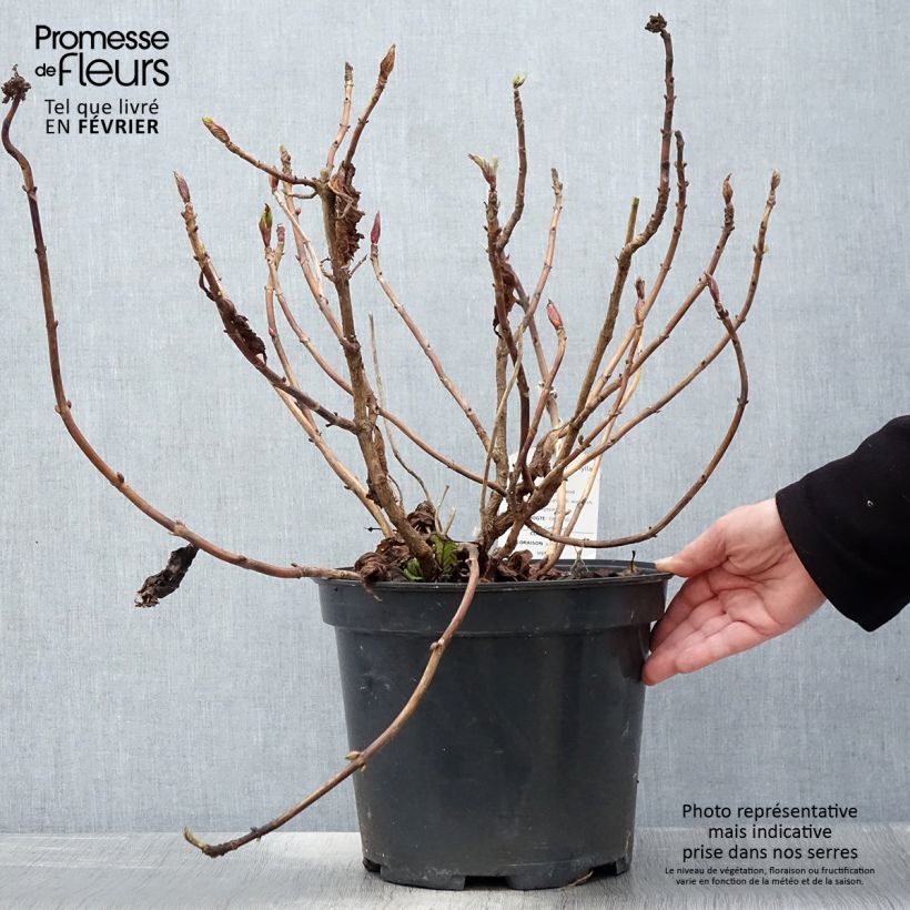 Spécimen de Hortensia macrophylla Teller Red Pot de 7,5L/10L tel que livré en hiver