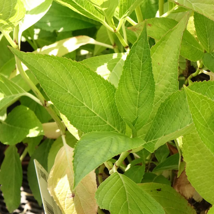 Hortensia macrophylla White Wave (Feuillage)