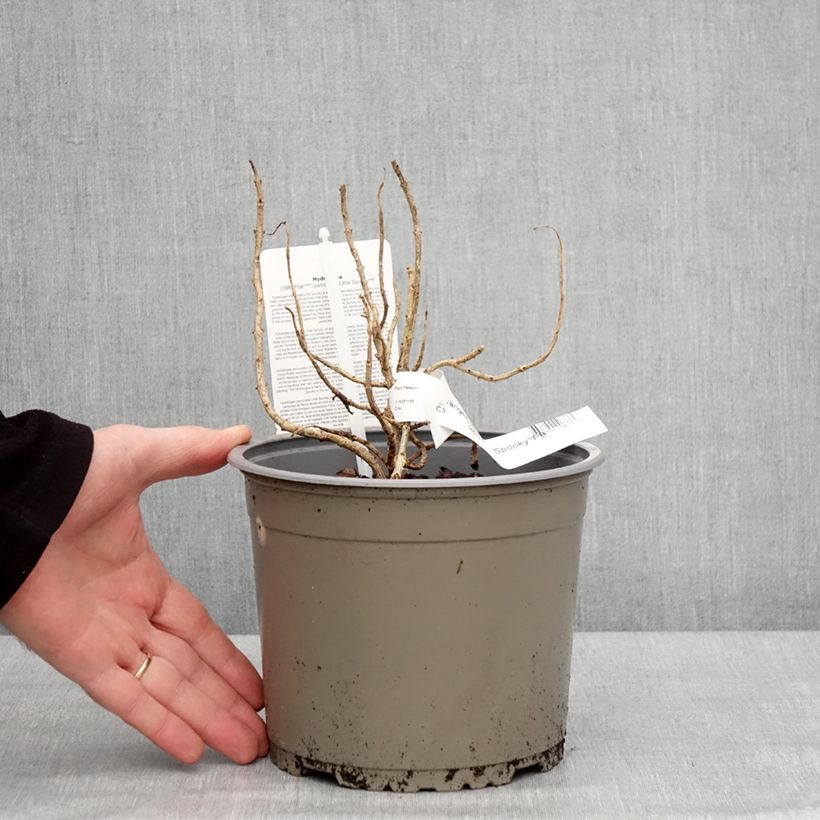 Hydrangea paniculata Little Spooky 3L/4L pot sample as delivered in winter