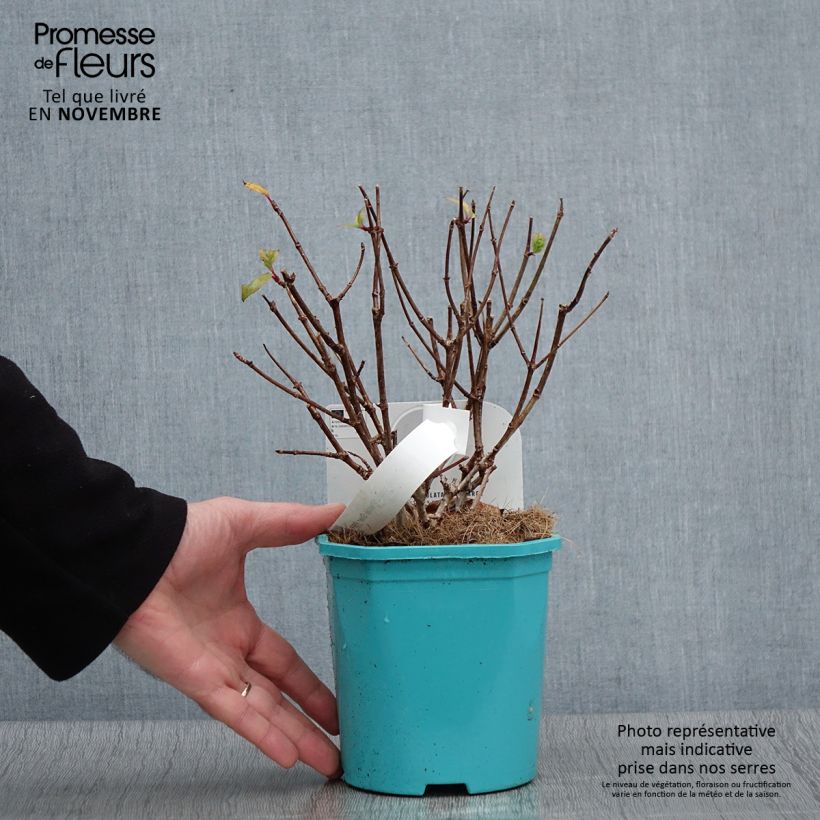 Spécimen de Hydrangea paniculata Petite Star - Hortensia paniculé Pot de 4L/5L tel que livré en automne
