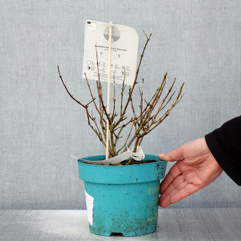 Spécimen de Hydrangea paniculata Petite Star - Hortensia paniculé Pot de 4L/5L tel que livré au printemps