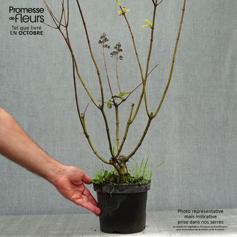 Spécimen de Hortensia - Hydrangea paniculata Pink Diamond Pot de 2L/3L tel que livré en automne