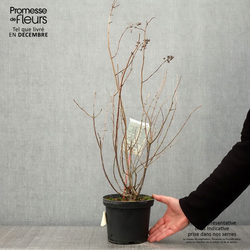 Spécimen de Hydrangea paniculata Tardiva - Hortensia paniculé Pot de 2L/3L tel que livré en automne