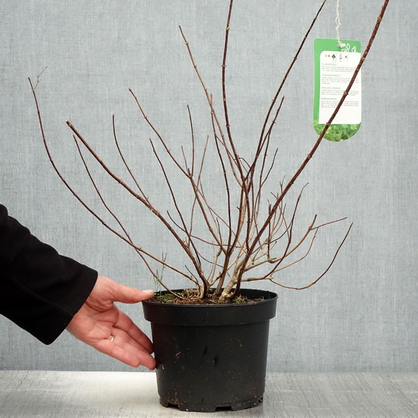 Exemplar von Rispenhortensie Tardiva - Hydrangea paniculata Topf mit 2L/3L wie im Frühjahr geliefert